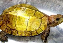 Rùa vàng quý hiếm bị bắt ở Ấn Độ Ảnh Hùng Cường