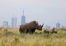 Liên Hiệp Quốc: COVID-19, SARS, Ebola không tự động lây sang người Mẹ con tê giác trắng trong công viên quốc gia Nairobi, sát bên khu đô thị với những tòa nhà chọc trời nơi con người sinh sống - Ảnh: REUTERS